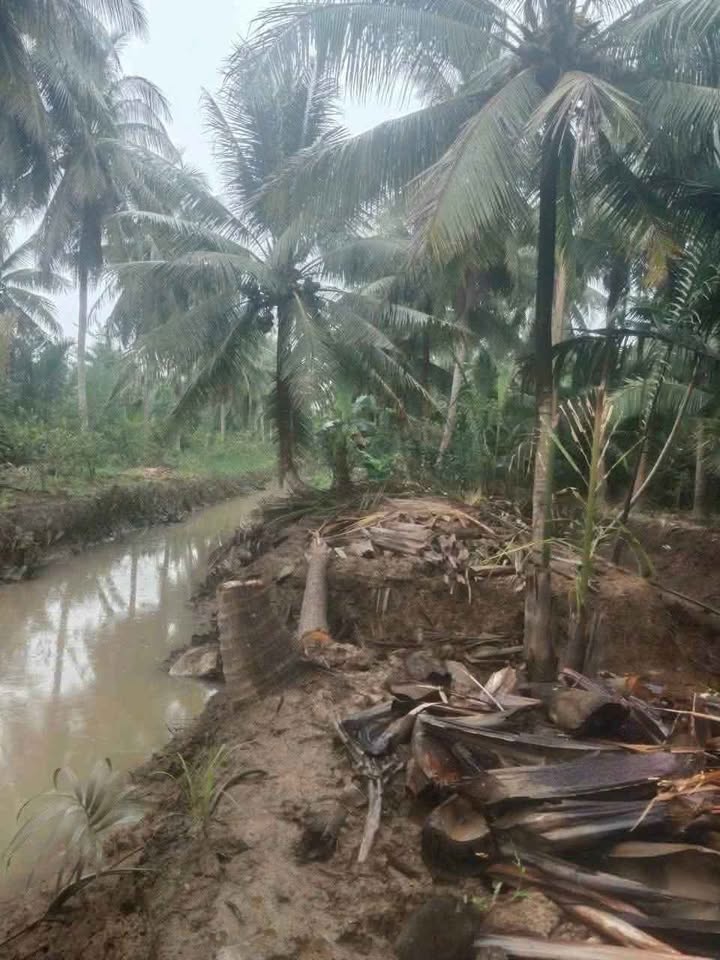 Bán đất vườn Giồng Trôm, hoa hậu chân dài, hai đầu giáp rạch, thu hoạch quanh năm