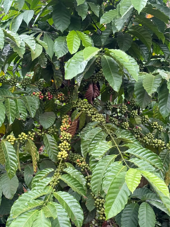 Bán đất trang trại cafe 1.6ha mặt đường bê tông tại Gia Nghĩa, Đắk Nông