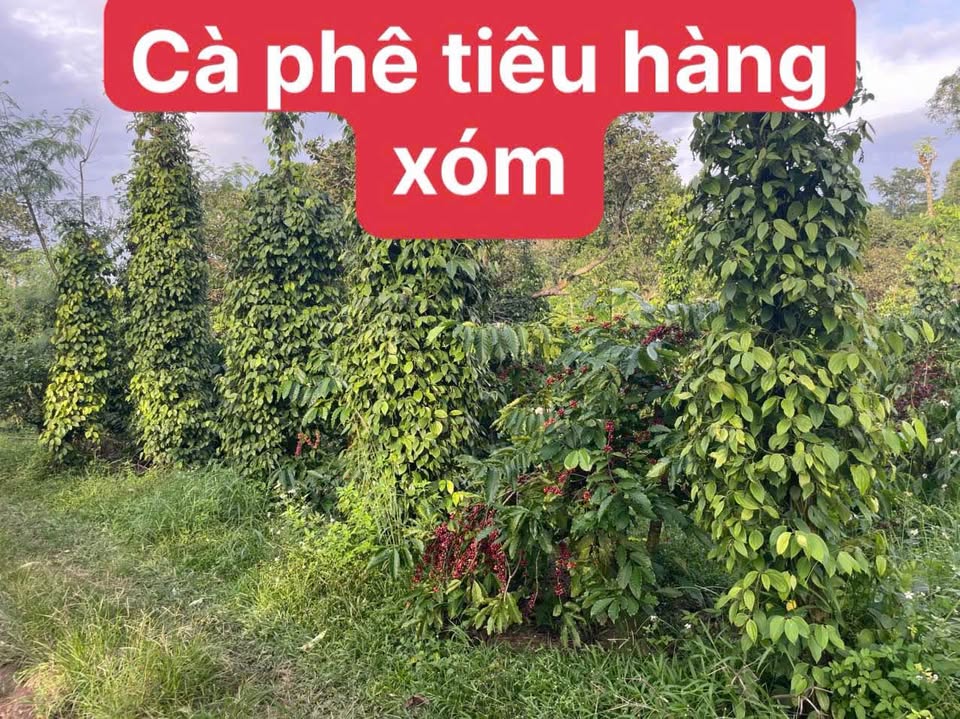 Bán 3 sào đất trồng cà phê tại Hòa Xuân, view suối, chỉ cách đường bê tông 90m, đường nhựa ô tô cách đất 150m