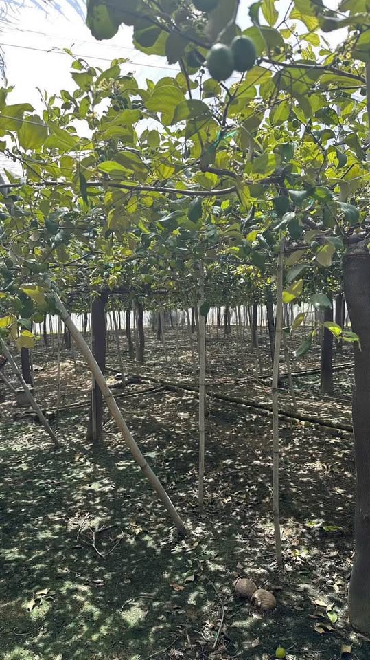 Đất vườn táo chill chill, view xịn xò, đầu tư hay an cư đều ok