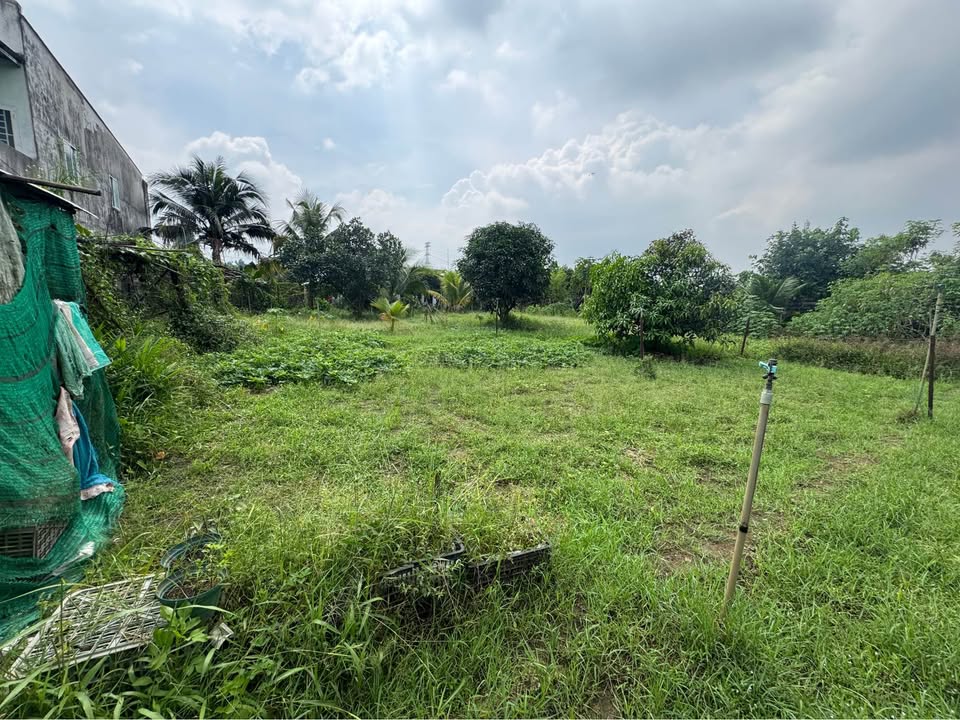 Đất vàng Tân Triều, hơn 1000m2 thổ cư, sổ riêng, gần cầu Bạch Đằng 2