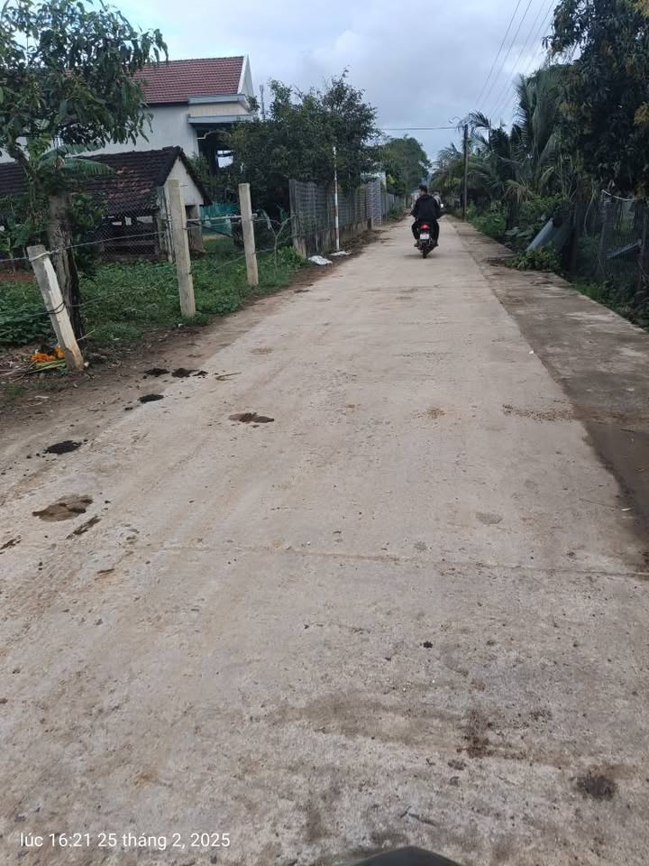 Đất vườn Phù Mỹ siêu đẹp, tặng nhà cấp 4, giá hấp dẫn