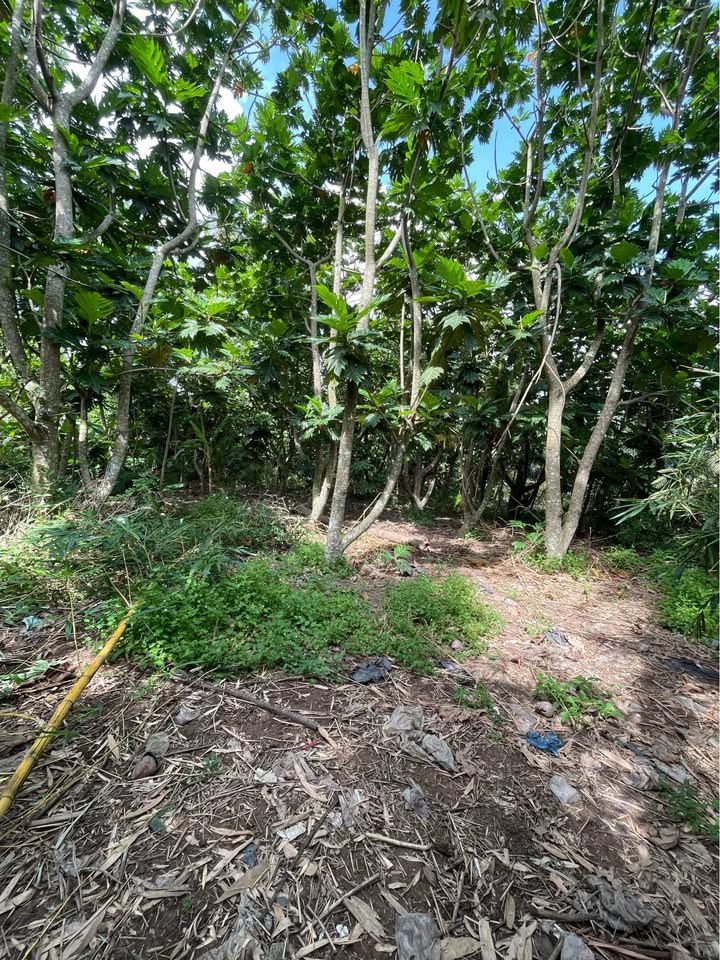 Mặt tiền sông Tiền Huyện Lộ 03 - Đất rộng 3174m2, sẵn sàng kinh doanh