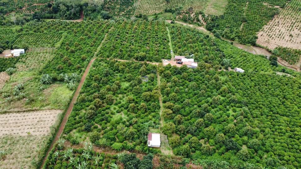 Cần bán gấp 5.1ha đất nông nghiệp tại Chư Sê, Gia Lai, cách Quốc lộ 14 chỉ 3km