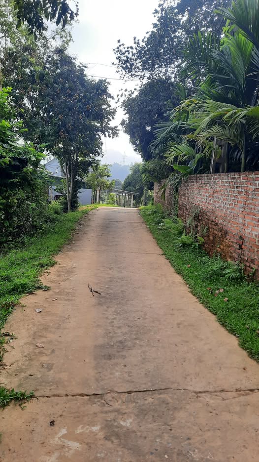 Bán đất Yên Mông, phường Tân Hòa, diện tích 1000m2, chỉ cách Quốc lộ 317 khoảng 300m