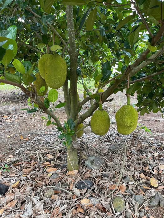 Vườn mít Thái 5,2 sào thu nhập ổn định, lộc trời ban