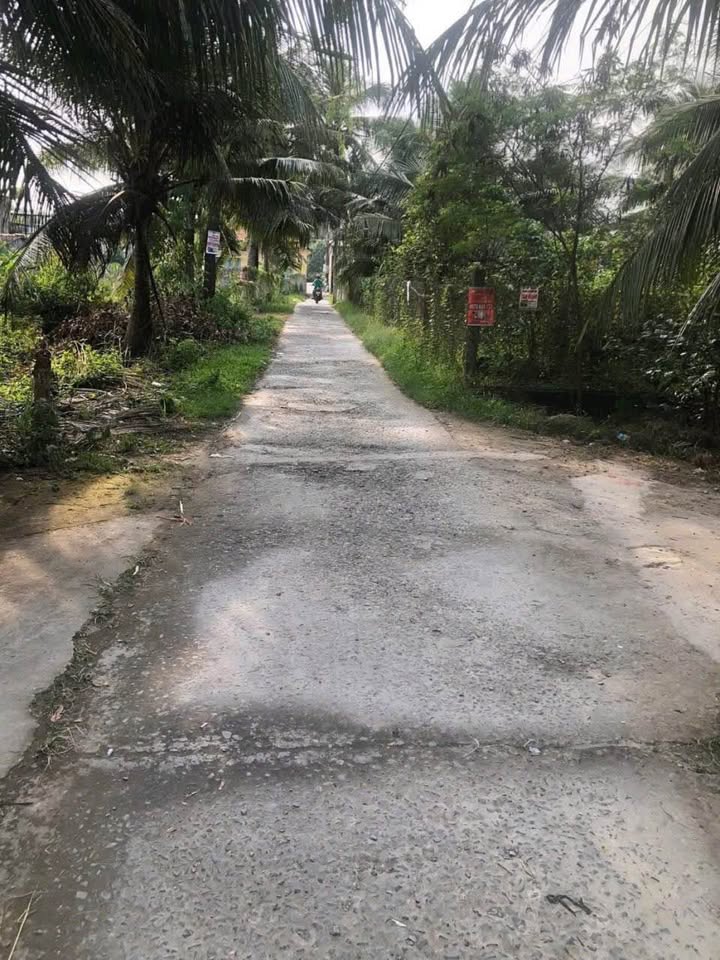 Đất vườn dừa tơ Giồng Trôm giá rẻ nhất khu vực, chỉ 330 triệu/công