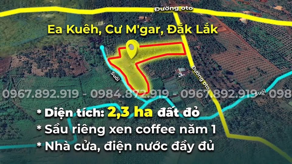 Bùng nổ 2.3ha đất đỏ bazan Đắk Lắk, sầu riêng xen cà phê, chỉ 4 tỷ