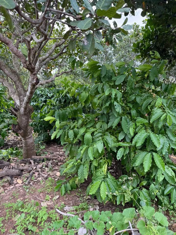 Đất vàng Ea Súp, Đắk Lắk 5 hecta view triệu đô, bao la cà phê, điều, ca cao