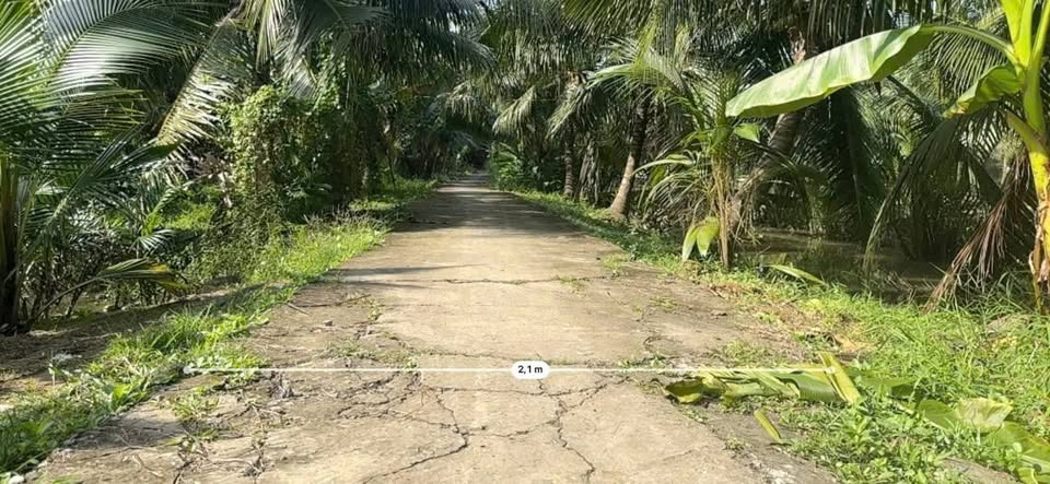 Đất vườn Bến Tre 2300m2 dừa xiêm xanh, giá chỉ 2,5 tỷ, vườn nhà mát rượi, tiền vào như nước