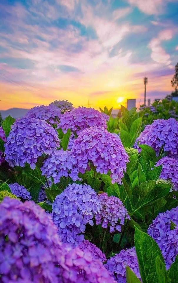 Bán đất nền vị trí đẹp, giá tốt tại Nhơn Phú, Bình Định