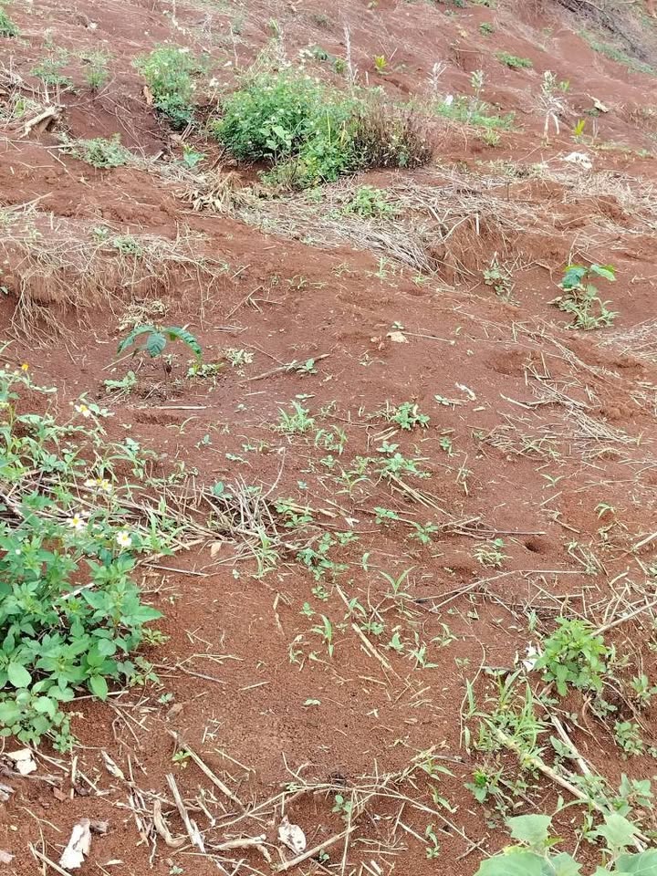 Đất cafe 2ha giá hời, tưới tiêu thả ga, ô tô vi vu