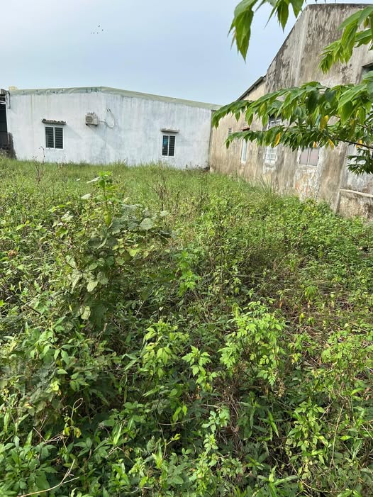 Tìm đất đẹp như mơ ở Mai Đăng Chơn, Ngũ Hành Sơn, Đà Nẵng