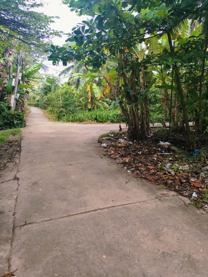 Chủ nhà gửi bán gấp lô đất vườn siêu rộng rãi tại xã Tân Thạch, Bến Tre