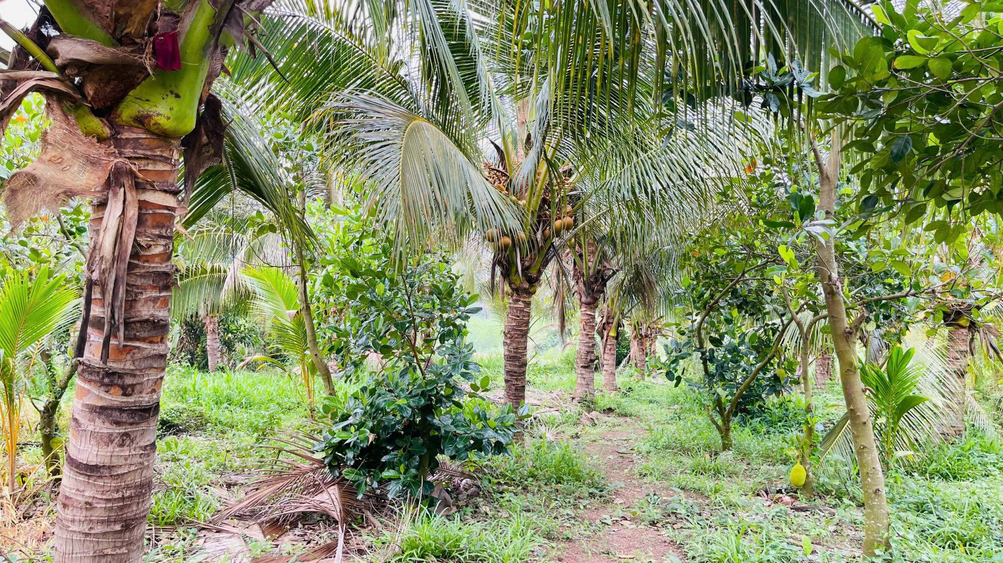 Bán đất vườn cây ăn trái 2990m2, mặt tiền 33m đường nhựa xã Láng Dài, Đất Đỏ, giá 2,65 tỷ