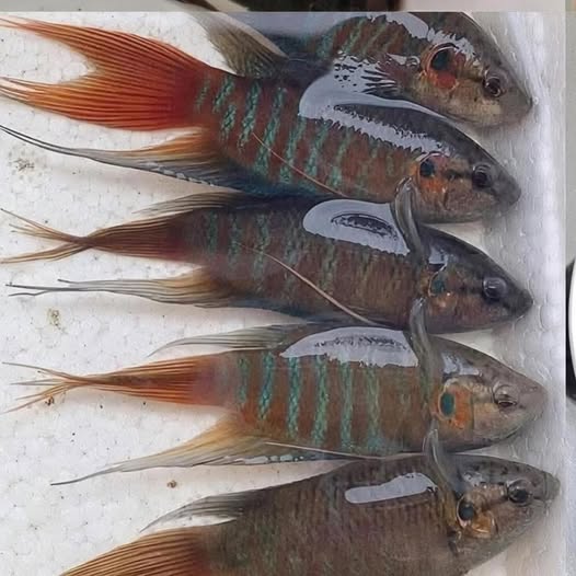 Đất Vĩnh Phúc, sổ đỏ 81m2, 2 mặt đường, gần dốc Công Đoàn, giá 2 tỷ