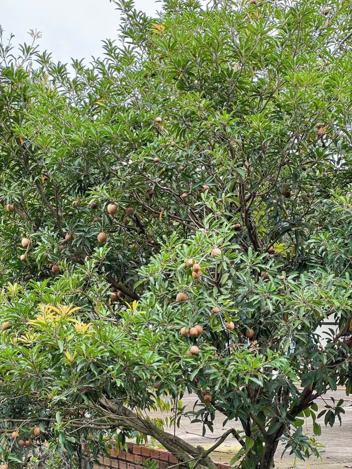 Nhà vườn 3.555m² có nhà cấp 4, sổ hồng cầm ngân hàng, giá chốt deal