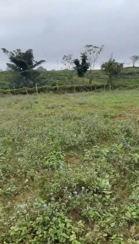 Bán lô đất đẹp tại Phiêng Luông, Mộc Châu, vị trí đắc địa