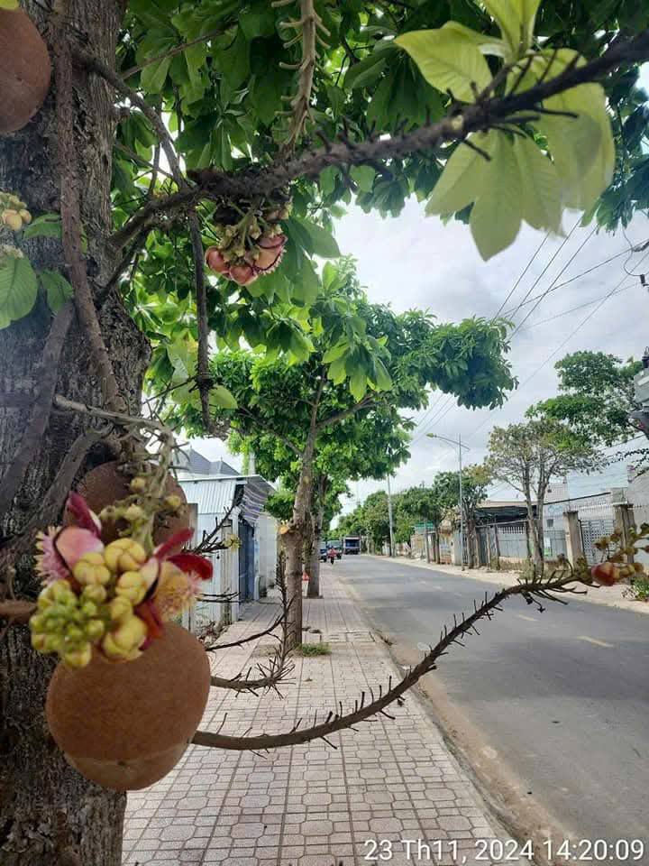 Vườn xinh xắn, đất rộng mênh mông, sổ hồng sẵn sàng, alo là có