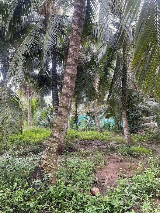 Bán 2500m2 đất vườn dừa xanh mướt tại Đa Phước Hội, Mỏ Cày Nam, Bến Tre