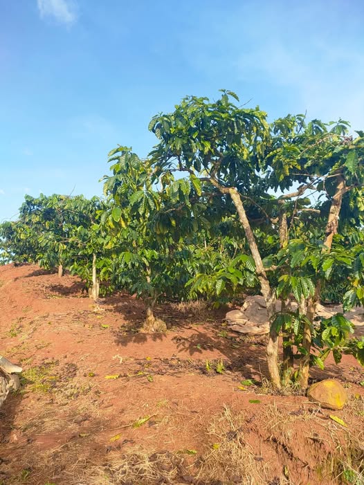 Đất cà phê 9,1 sào siêu đẹp tại Lâm Hà, giá tốt bao sổ