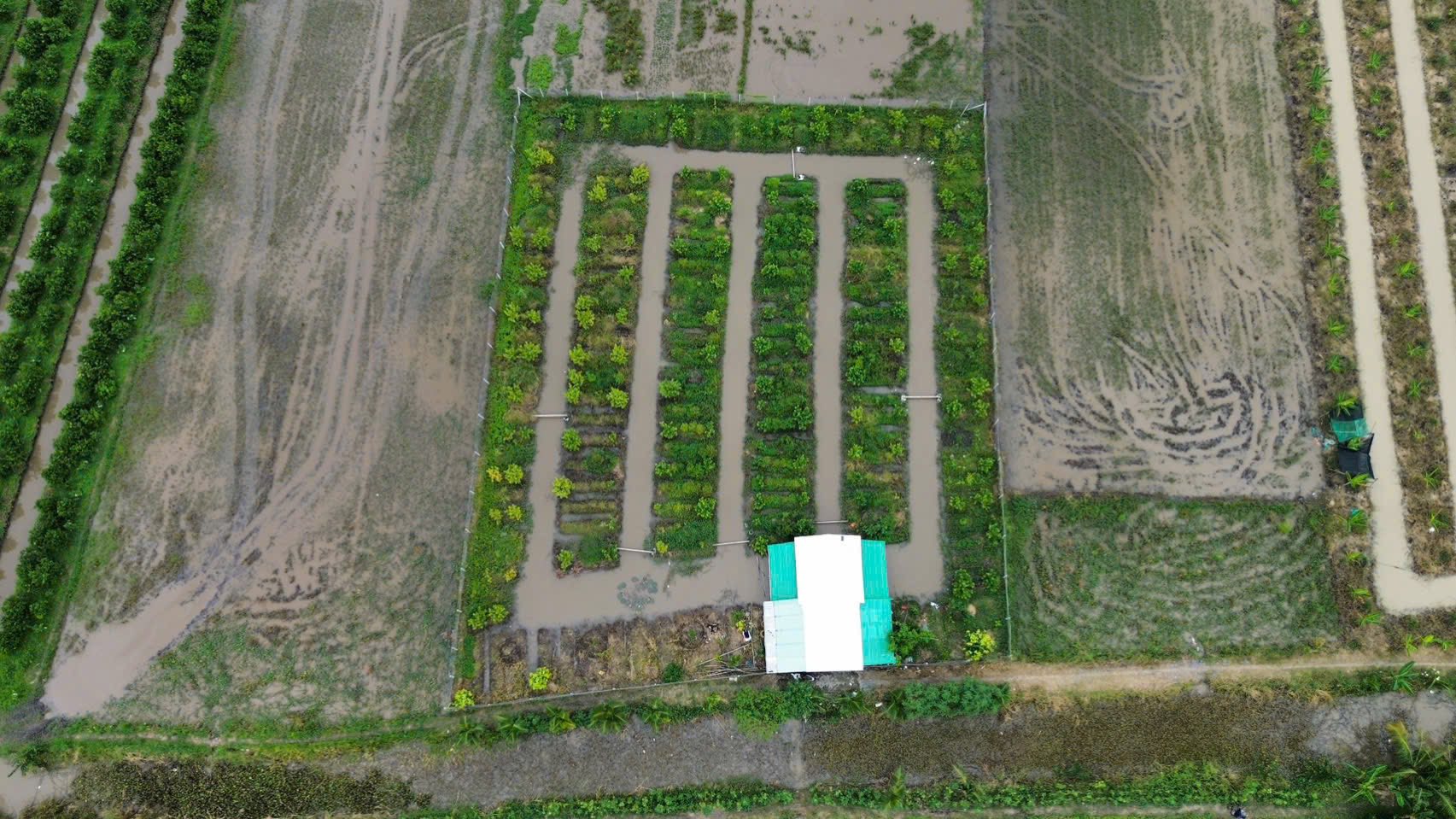 Đất vườn sầu riêng Vĩnh Long giá siêu hời