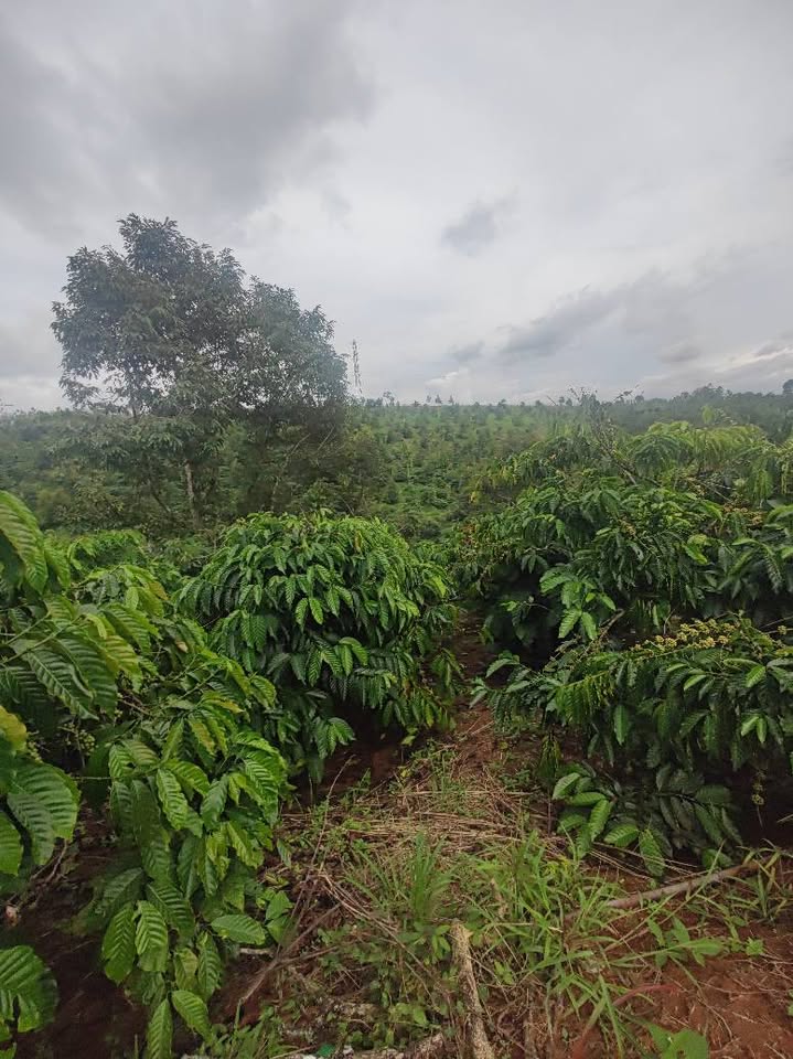 Đất Trường Xuân, Đắk Nông 3 tỷ cho 2 hecta, cơ hội đầu tư không thể bỏ lỡ