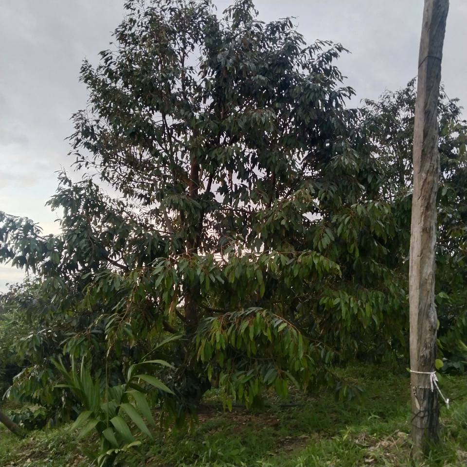 Đất rẫy sầu riêng bội thu, giá hời đây