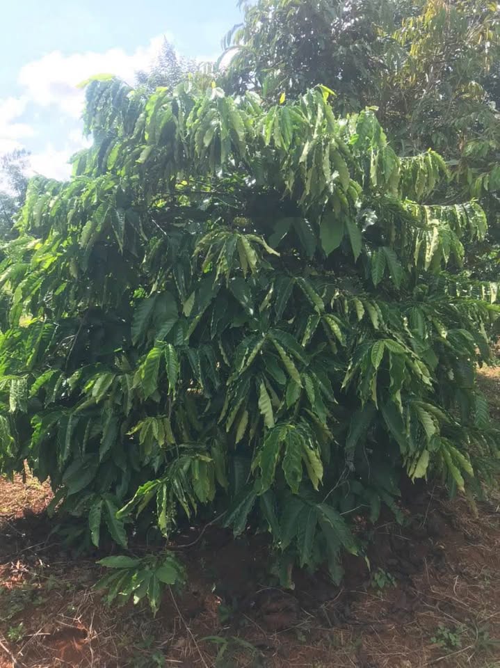 Đất 1 sào mặt tiền Hoà Thuận, đầu tư dài hạn hay làm vua đường bê tông