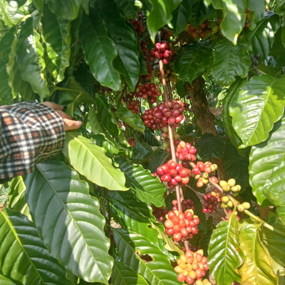 Bán nhanh 1.7 hecta đất Ngọc Réo, Kon Tum - Vườn cà phê kinh doanh và cao su non