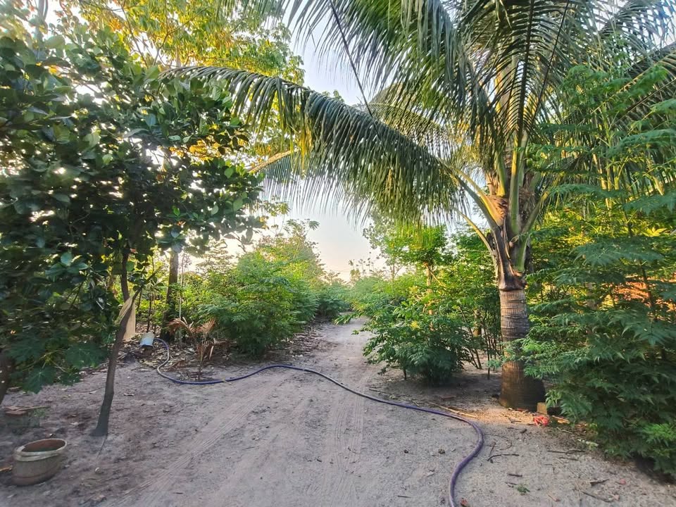 Vườn xanh Phước Hải đất xào màu mỡ, nơi an cư lý tưởng