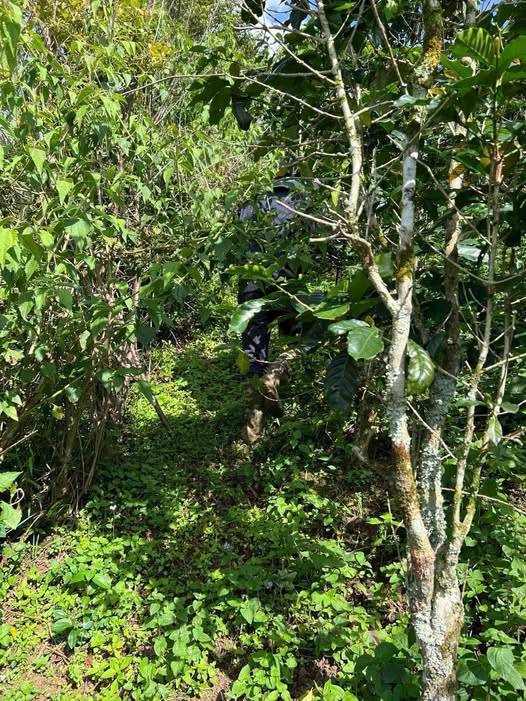 Bán 5600m2 đất Lạc Dương, Lâm Đồng giá tốt