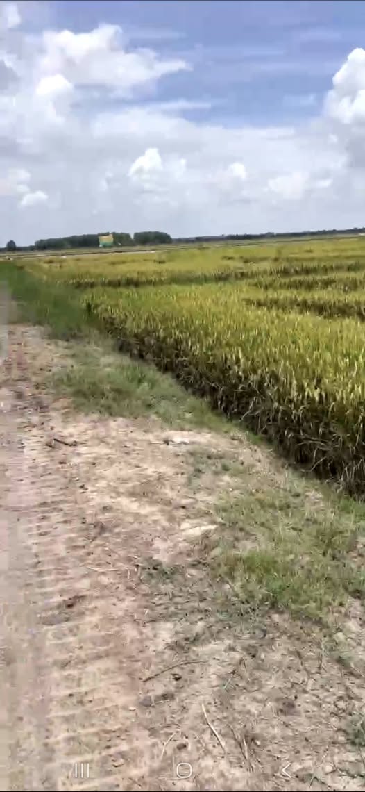 Đất 3,4 công Phước Vinh, ngộp thở vì giá, ô tô tới đất, chốt gấp