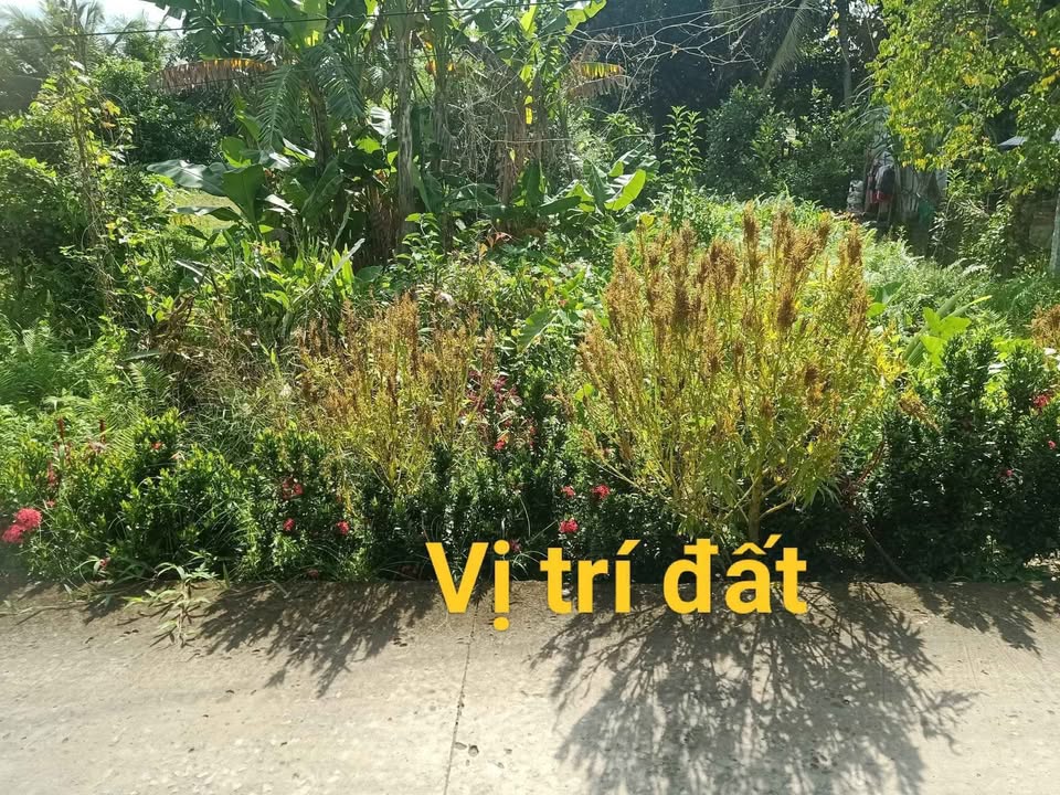 Nền đất full thổ cư, mặt tiền 10m, giá chỉ 699 triệu tại Lộc Hoà, Long Hồ