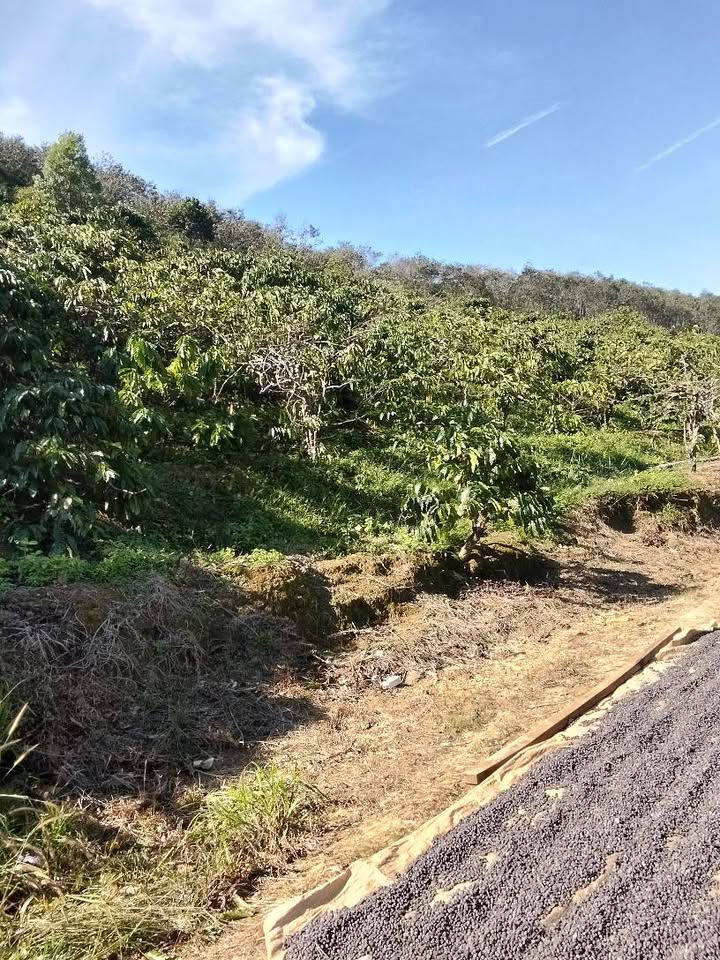 Đất 3,6 ha Đắk Nông, cà phê, cây trái sum suê, mặt đường bê tông, giá hời