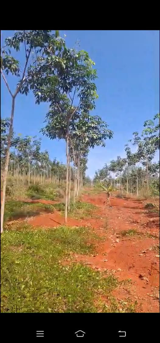 Cơ hội sở hữu ngay hơn 7 hecta đất trồng cao su tại Tân Hưng, Đồng Phú, Bình Phước