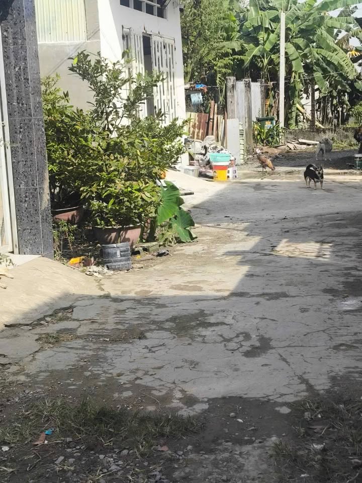 Đất rừng dầu Mỹ Hạnh Bắc, sổ hồng riêng, giá 1 tỷ