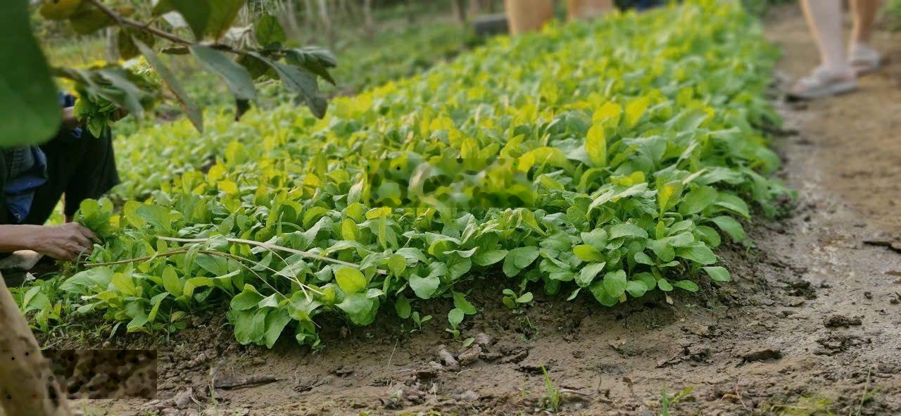 Chỉ với hơn 4 tr/m2 có ngay 360m2 đất nhà vườn giáp đường DH08