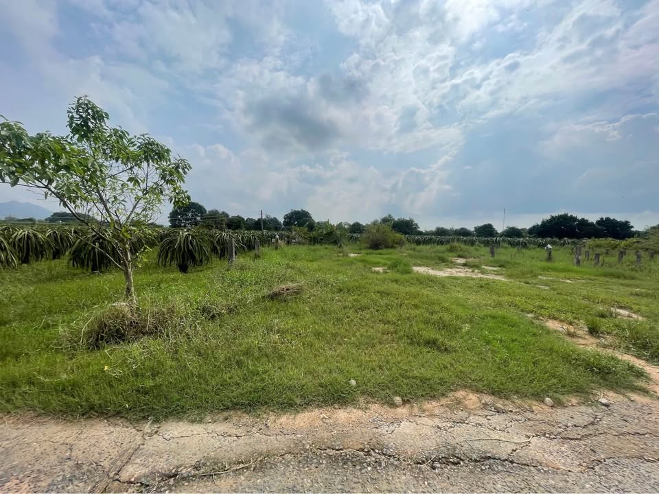 Đất Hàm Liêm 100m2 thổ cư, giá hời chỉ hơn 300 triệu, sổ sẵn, đường bê tông