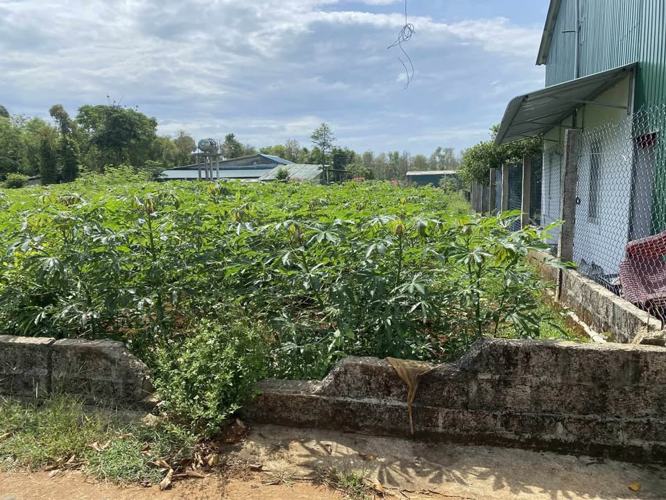 Đất ven biển Cửa Tùng 10x30m, sổ hồng sẵn sàng, giá hời như cho