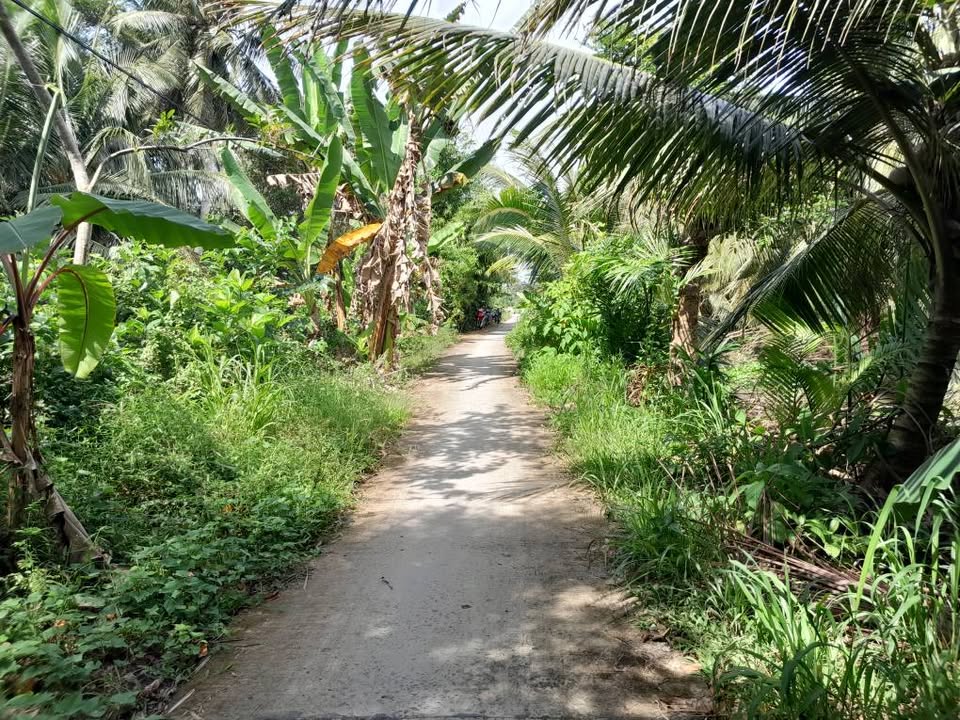 Chủ nhà thả thính miếng đất vườn 8 công (8000m2) tại ấp Tân Định, xã An Trường, huyện Càng Long