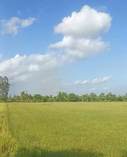 Bán đất lúa rộng gần 8800m2, mặt tiền hơn 40m tại Mỹ Hòa, An Giang