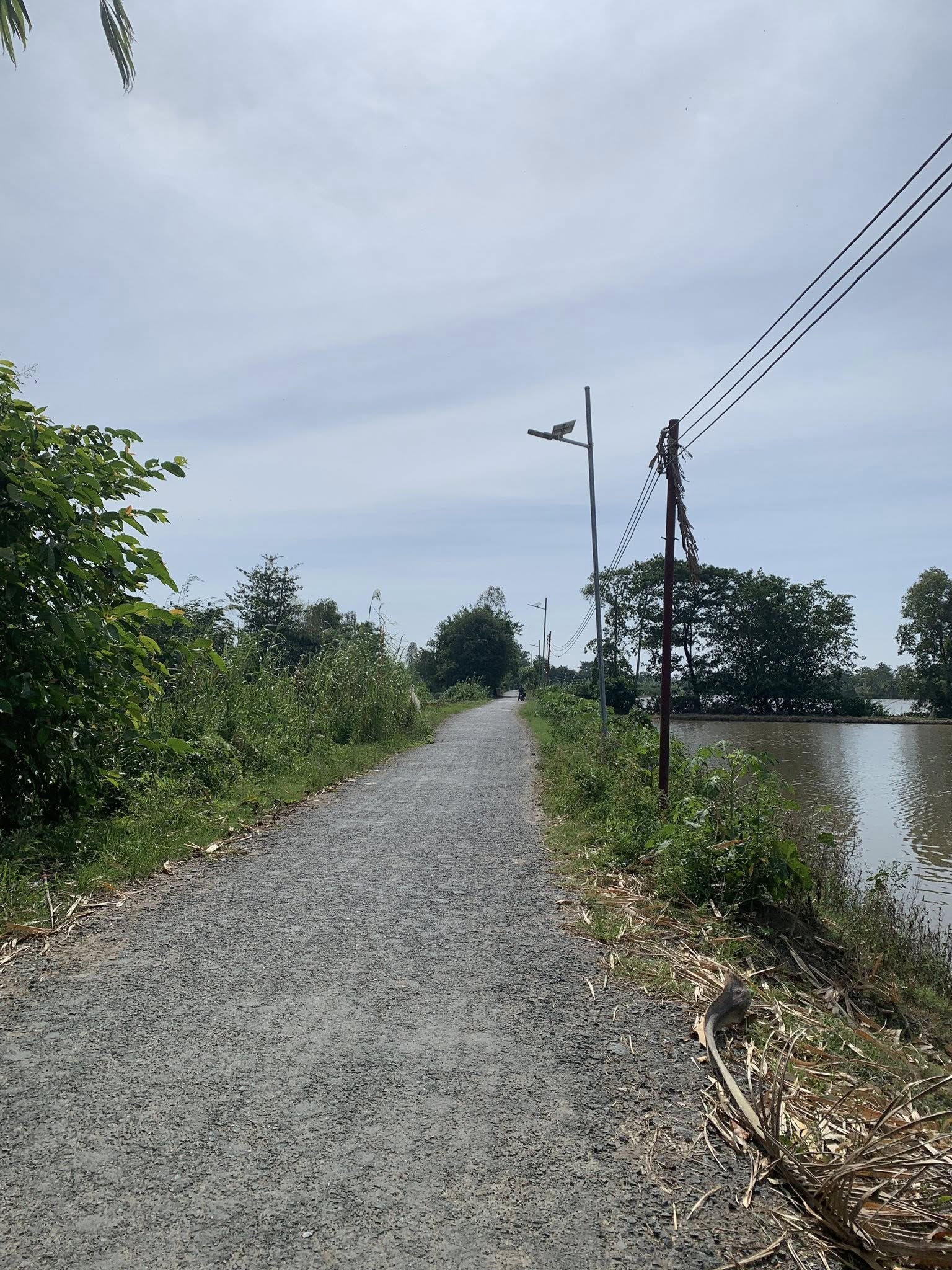 Bán gấp đất ruộng gần 5000m2, mặt tiền 48m, giá chỉ 5xx triệu/1000m2 tại Chợ Mới, An Giang