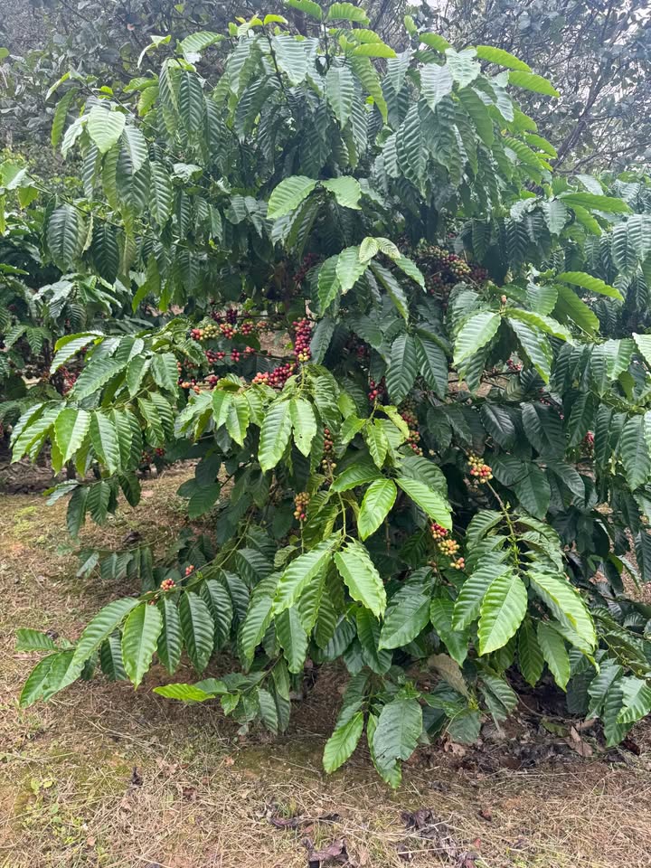 Bùng nổ 13000m2 đất vàng Lâm Đồng cafe, sầu riêng, suối riêng, giá hời