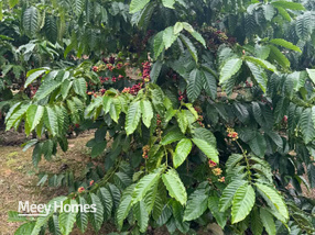 Bùng nổ 13000m2 đất vàng Lâm Đồng cafe, sầu riêng, suối riêng, giá hời