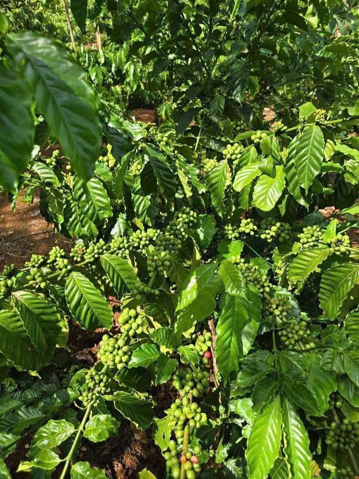 Bán 6,2 sào đất cafe đẹp vuông vắn tại Eabar, Đắk Lắk