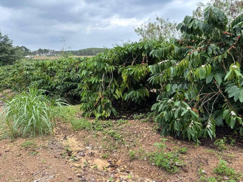 Bán mảnh đất vườn diện tích 1,6ha tại EaSinh 2, Cư Ni – Ea Kar