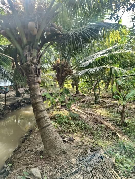 Bán vườn dừa bưởi da xanh An Khánh, Bến Tre, thổ cư 300m2, giá chỉ 450 triệu/công