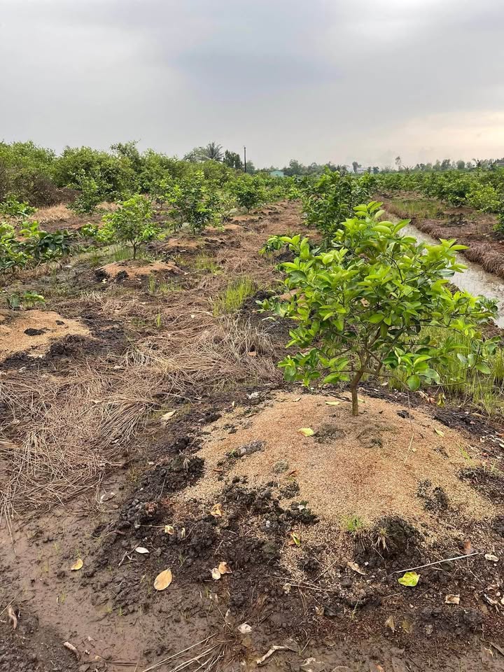 Đất vườn 2000m² trồng chanh, đường xe 7 chỗ, giá 1,1 tỷ