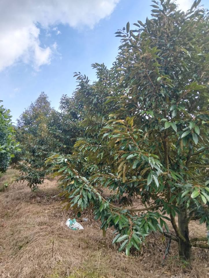 Vườn sầu riêng trĩu quả, thu nhập khủng 2 tỷ, đường ô tô, gần cao tốc